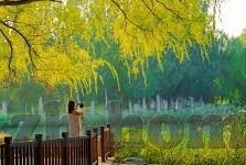 ds足球比分-DS足球比分，足球世界的实时脉搏与深度洞察
